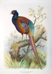 Phasianus strauchi、1906-7